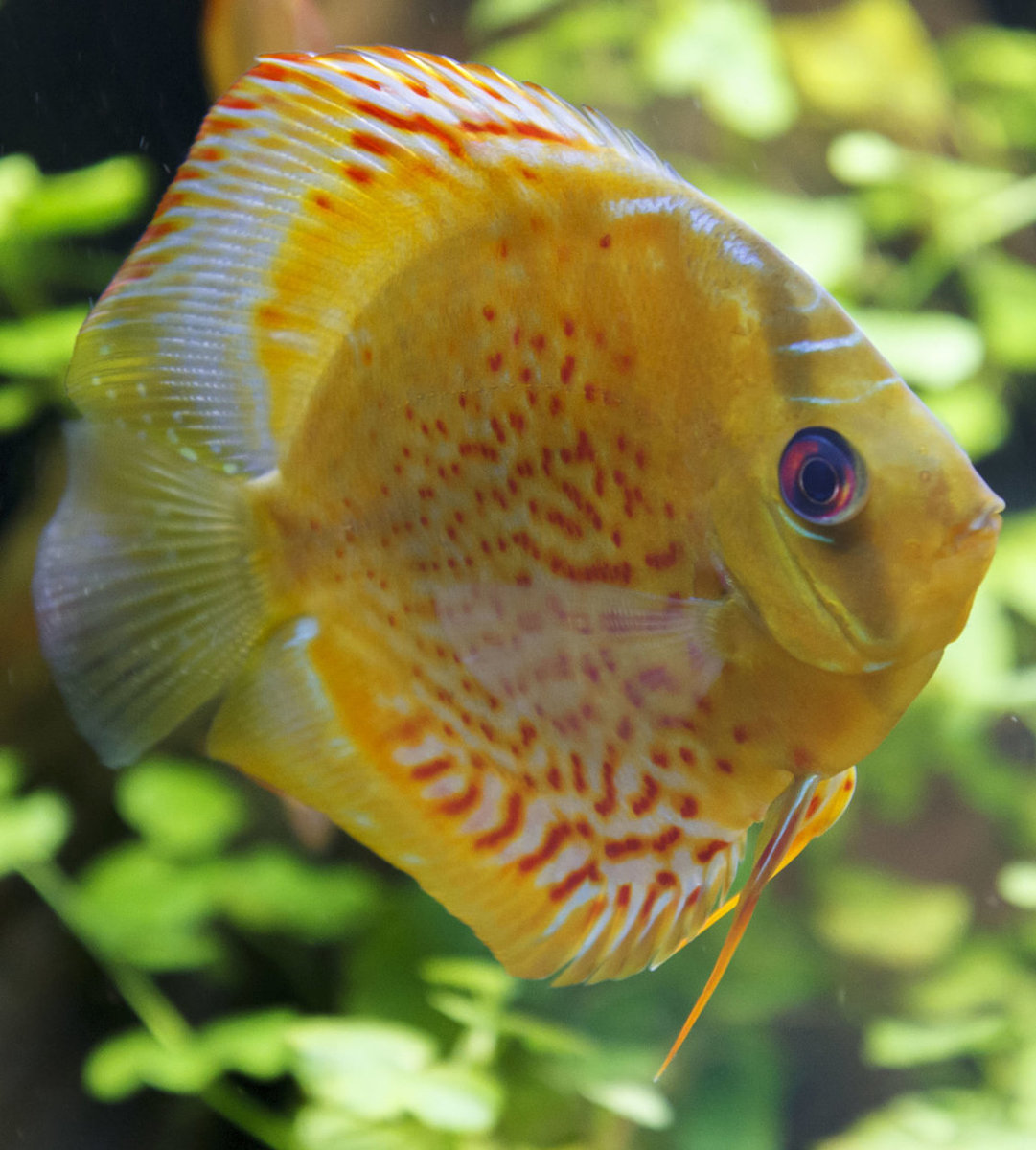 SS__5046 bewerkt Serienummer, 4 cijfers.jpg