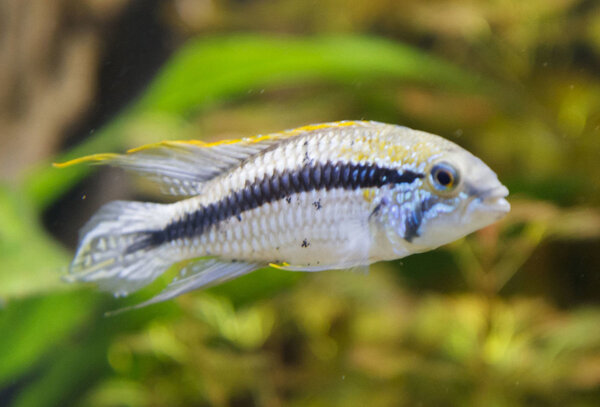 SS__5052 bewerkt Serienummer, 4 cijfers.jpg