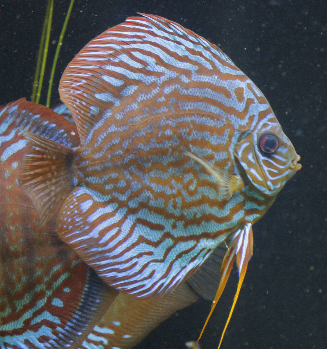 SS__5057 bewerkt Serienummer, 4 cijfers.jpg