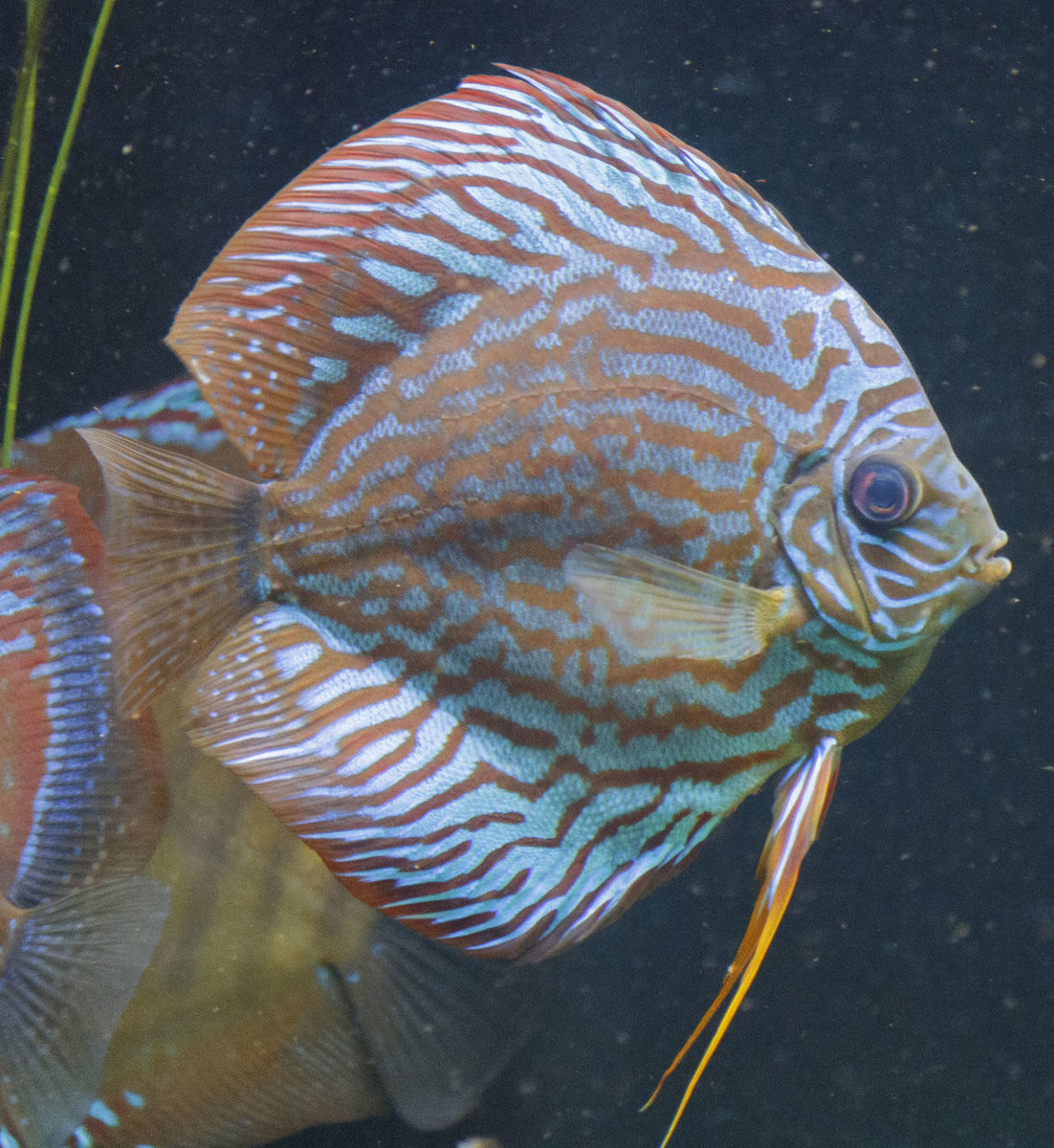 SS__5058 bewerkt Serienummer, 4 cijfers.jpg