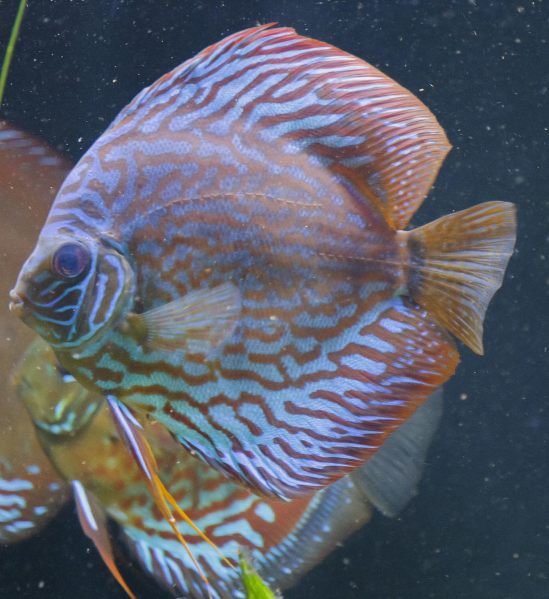 SS__5059 bewerkt Serienummer, 4 cijfers.jpg