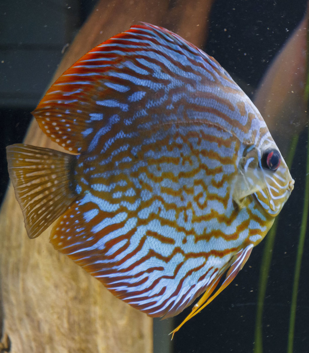 SS__5063 bewerkt Serienummer, 4 cijfers.jpg