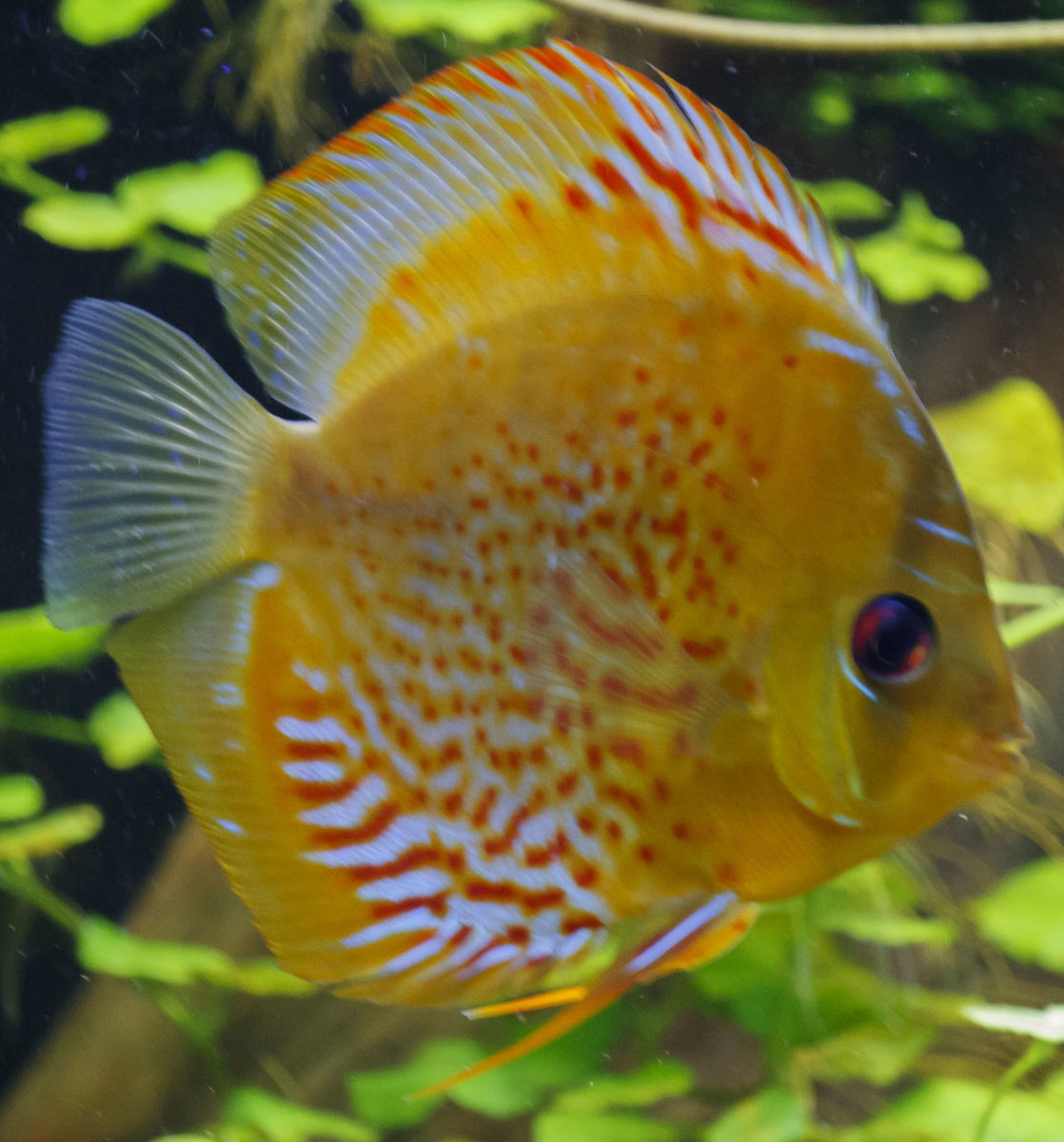 SS__5068 bewerkt Serienummer, 4 cijfers.jpg