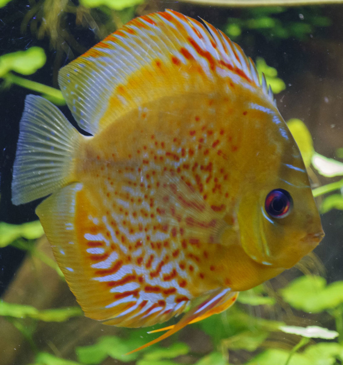 SS__5069 bewerkt Serienummer, 4 cijfers.jpg