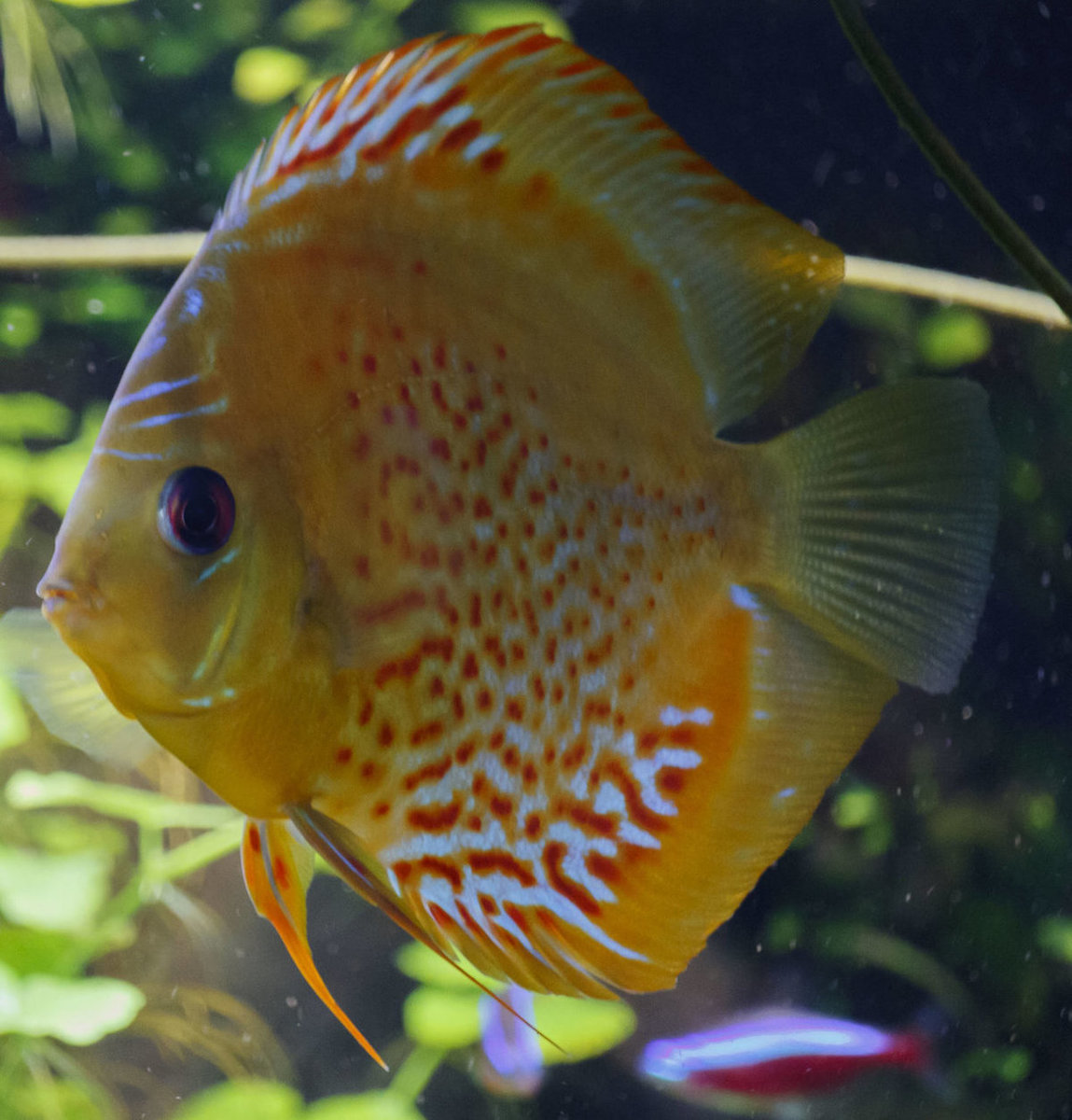 SS__5096 bewerkt Serienummer, 4 cijfers.jpg