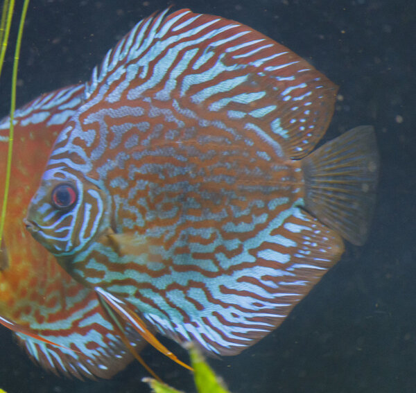 SS__5097 bewerkt Serienummer, 4 cijfers.jpg