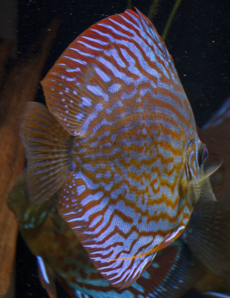 SS__5103 bewerkt Serienummer, 4 cijfers.jpg