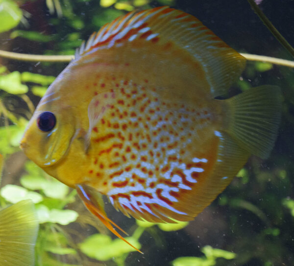 SS__5105 bewerkt Serienummer, 4 cijfers.jpg