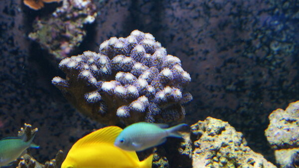 stylophora.JPG