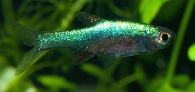 Sundadanio-axelrodi-blue.jpg