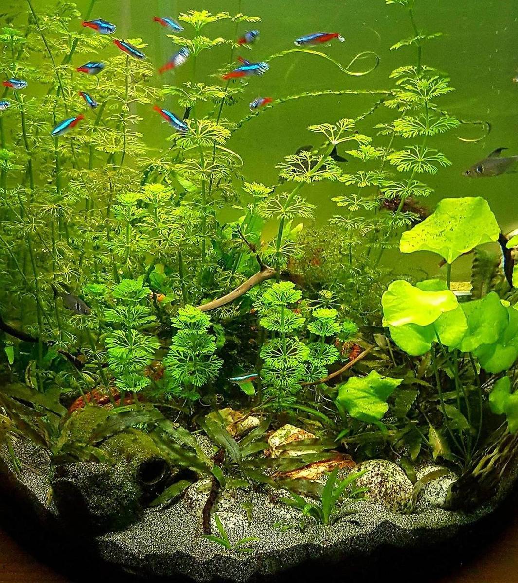 tetra1.jpg