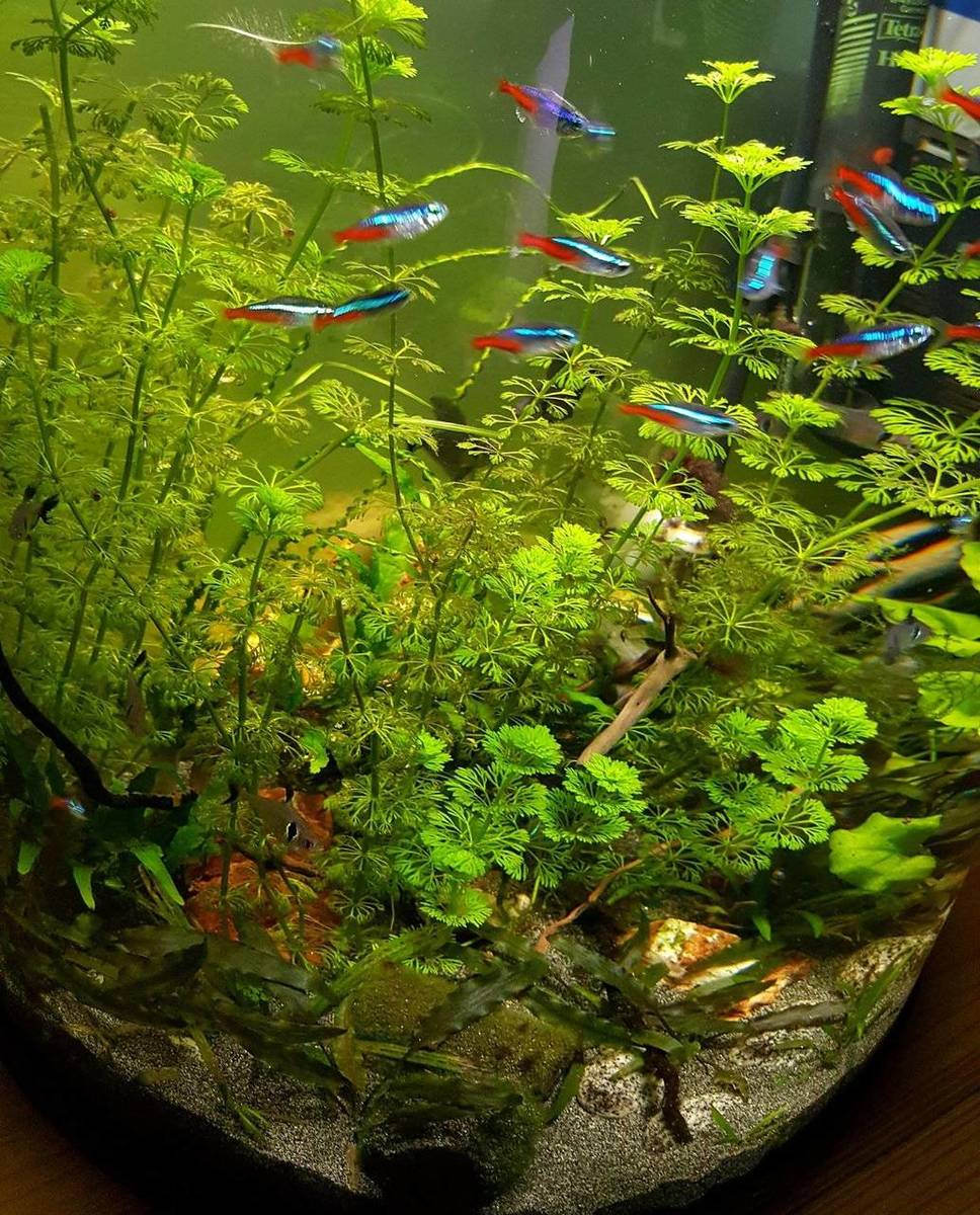 tetra2.jpg