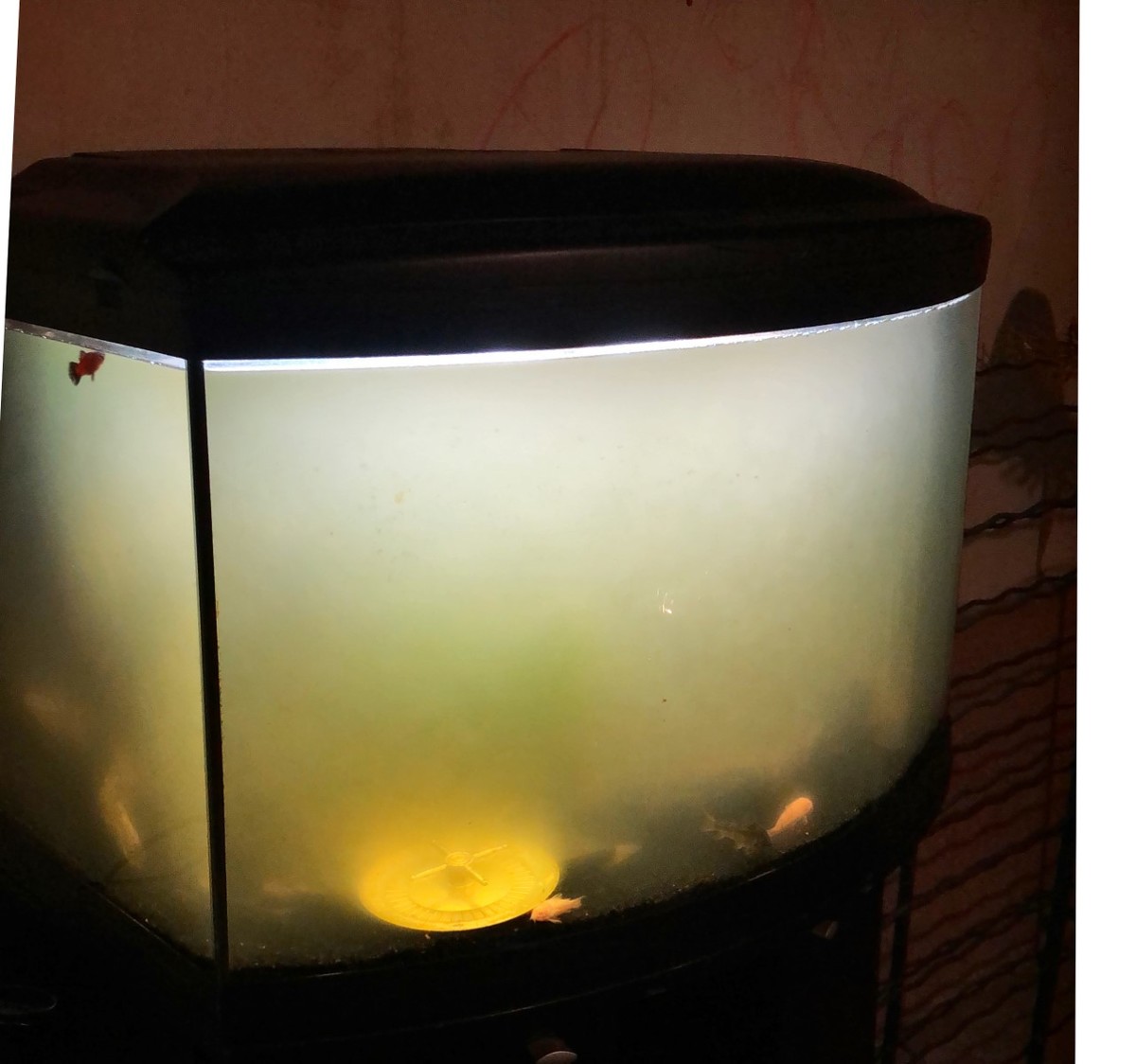 thumbnail_Image (1).jpg