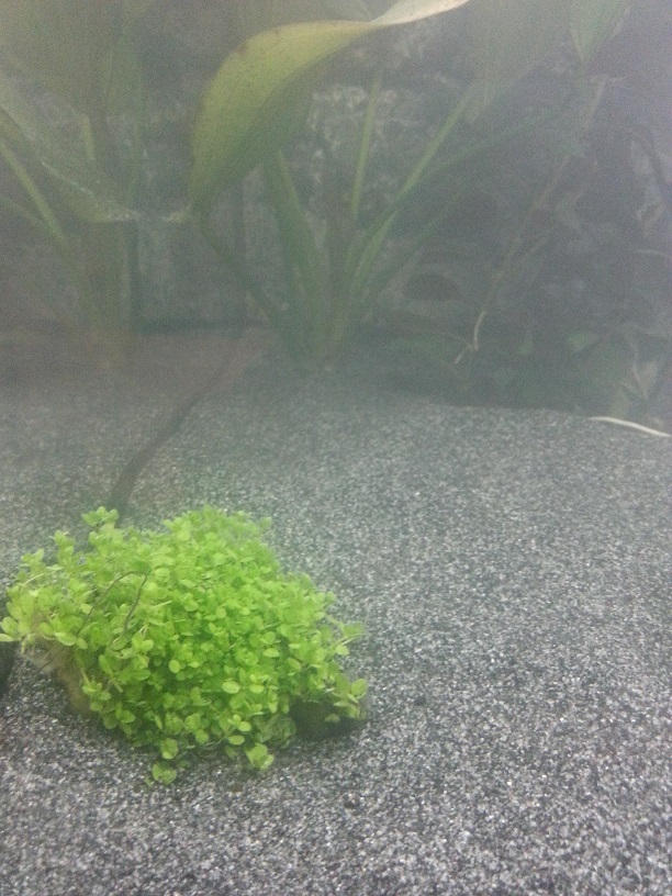 tp_dag_1_nieuw_plantje_1.jpg