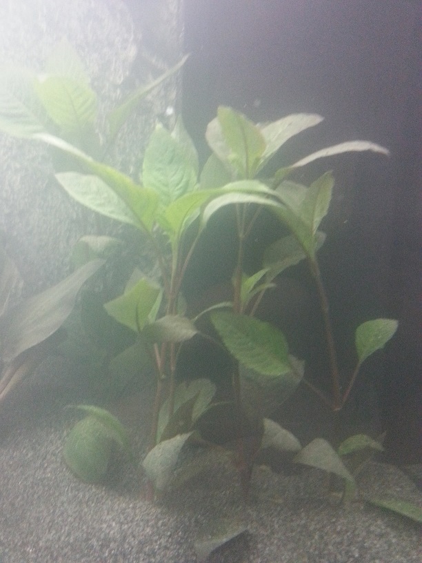 tp_dag_1_nieuw_plantje_2.jpg