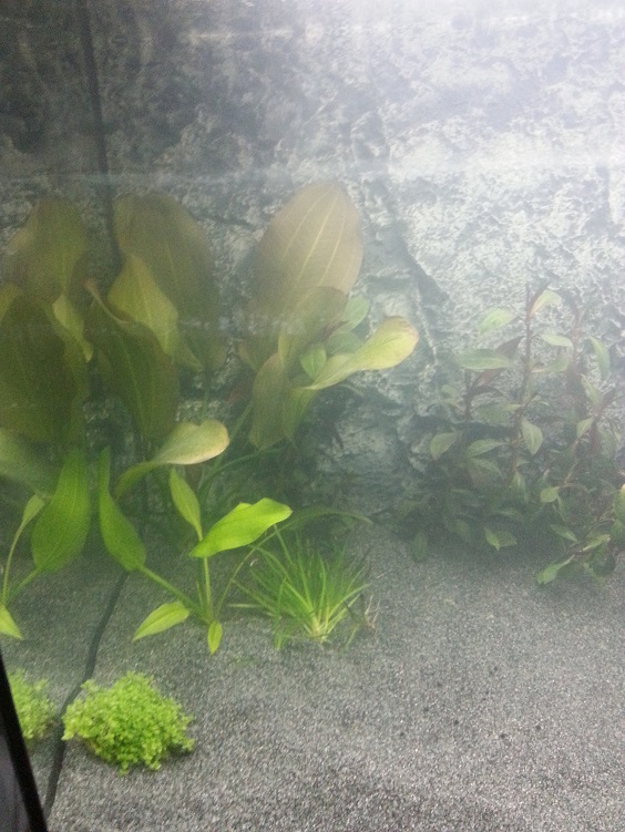 tp_dag_2_nieuwe_plantjes_1.jpg