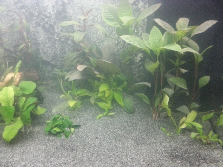 tp_dag_2_planten_rechts.jpg