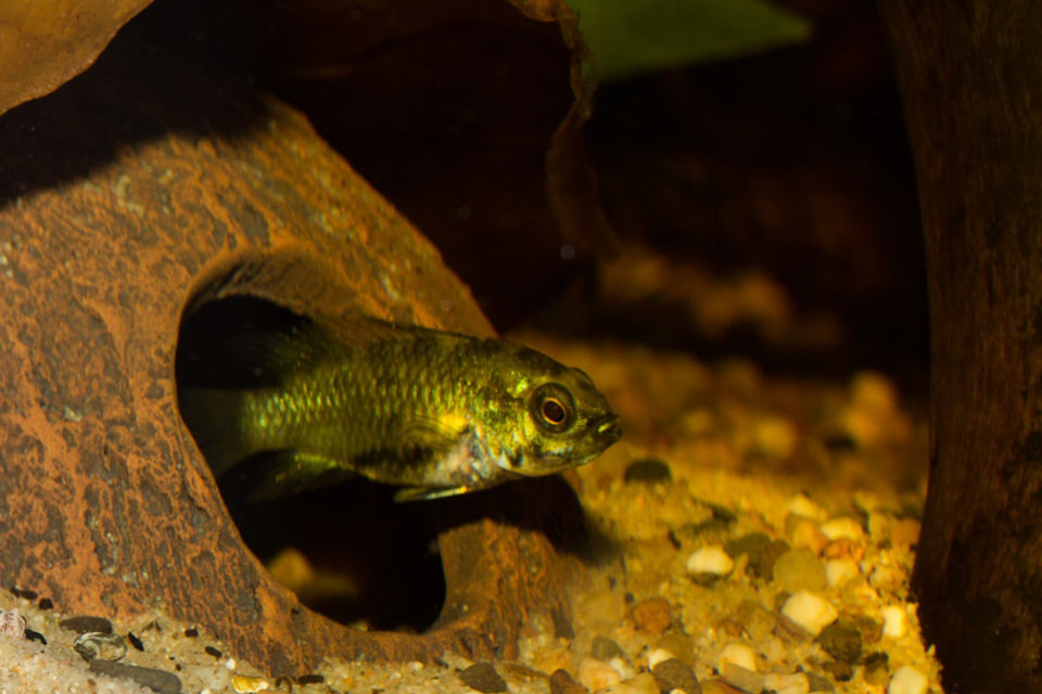 trifasciata-female-1.jpg