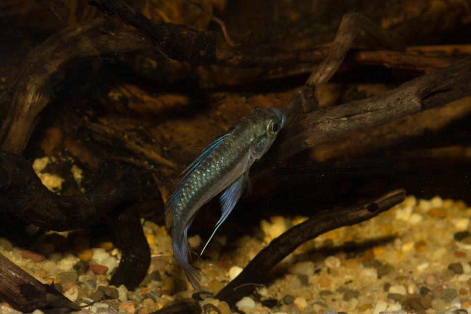 trifasciata-male-1.jpg