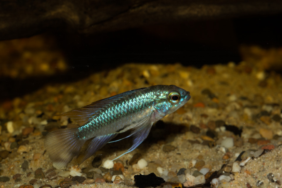 trifasciata-male-2.jpg