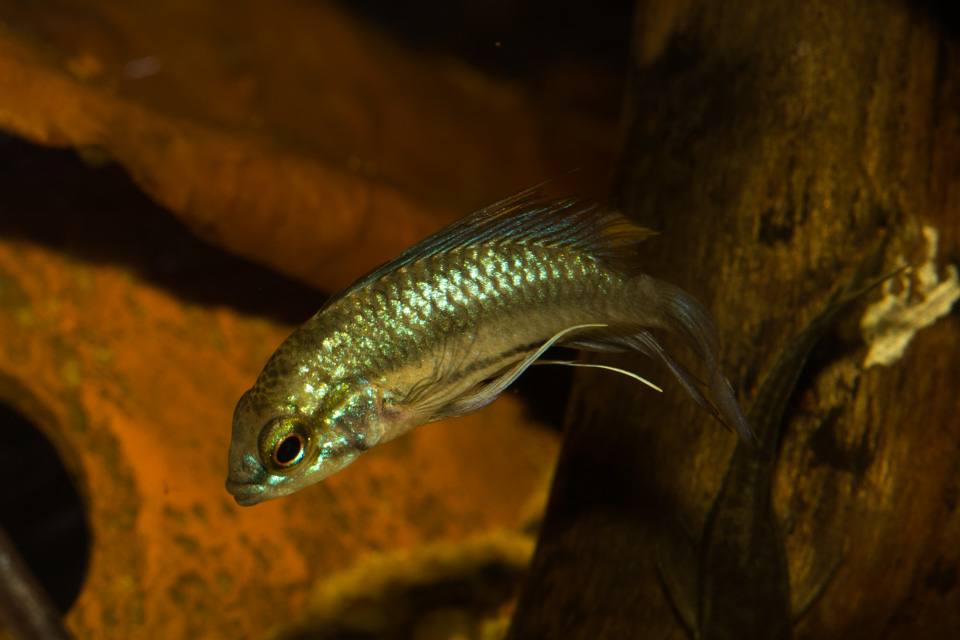trifasciata-male-3.jpg