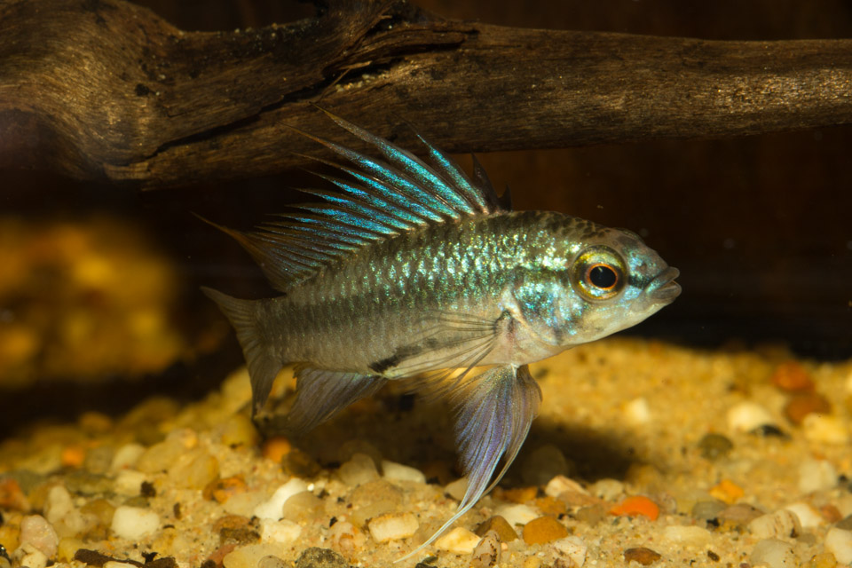 trifasciata-male-4.jpg