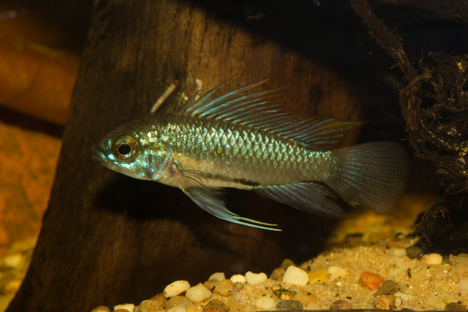 trifasciata-male-5.jpg