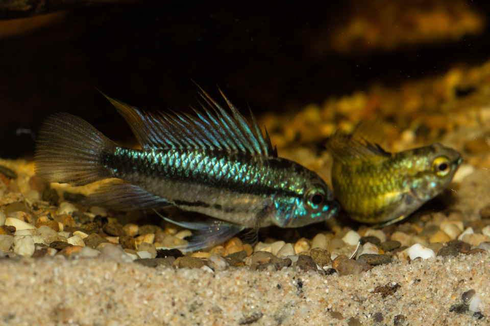 trifasciata_male_female_action.jpg