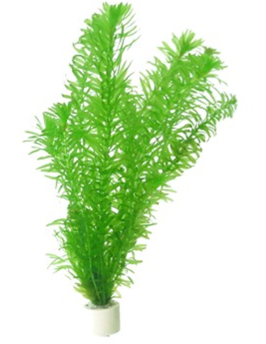 waterpest-elodea-densa.png