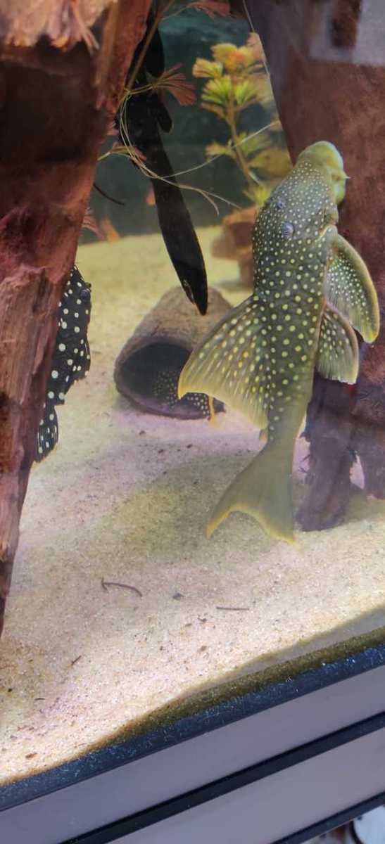 WhatsApp Image 2020-04-20 at 11.28.39.jpeg