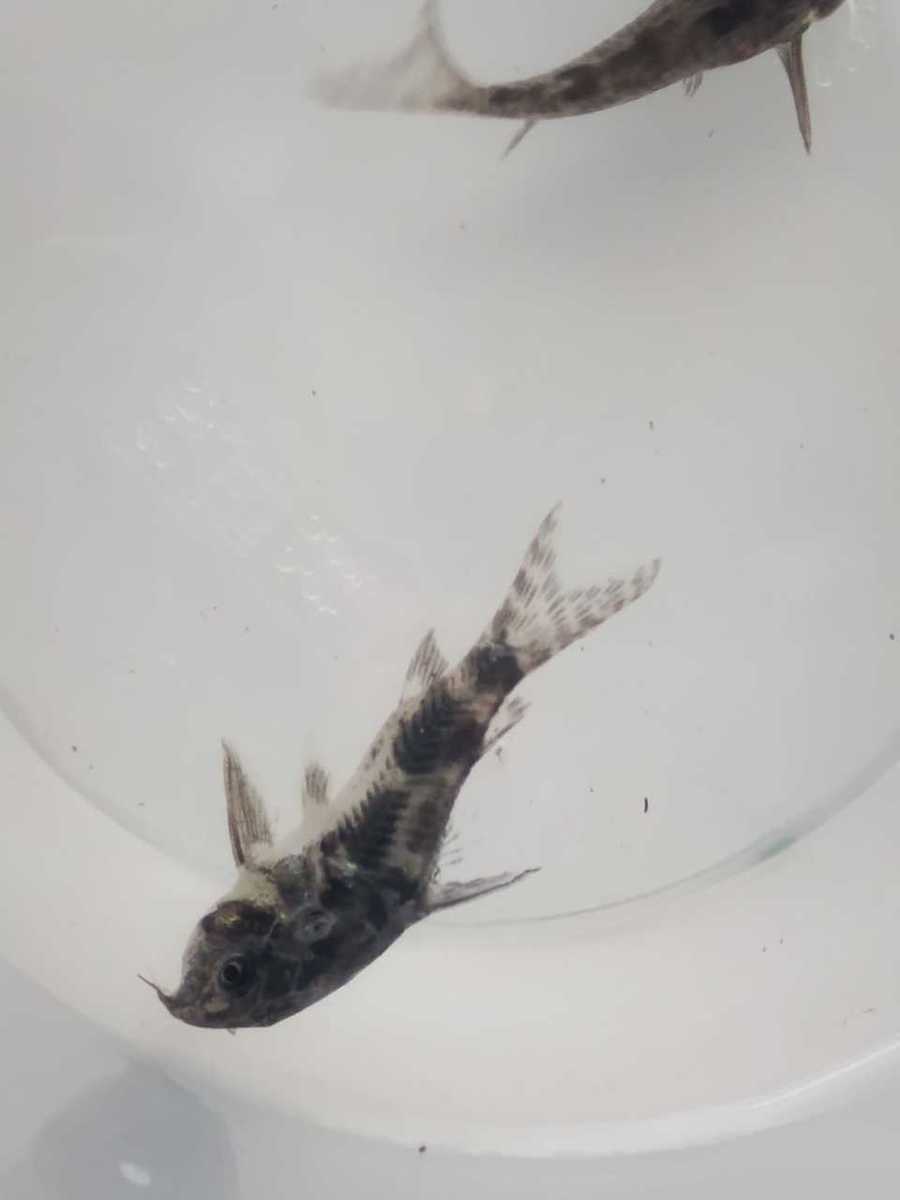 WhatsApp Image 2020-08-17 at 12.36.21.jpeg