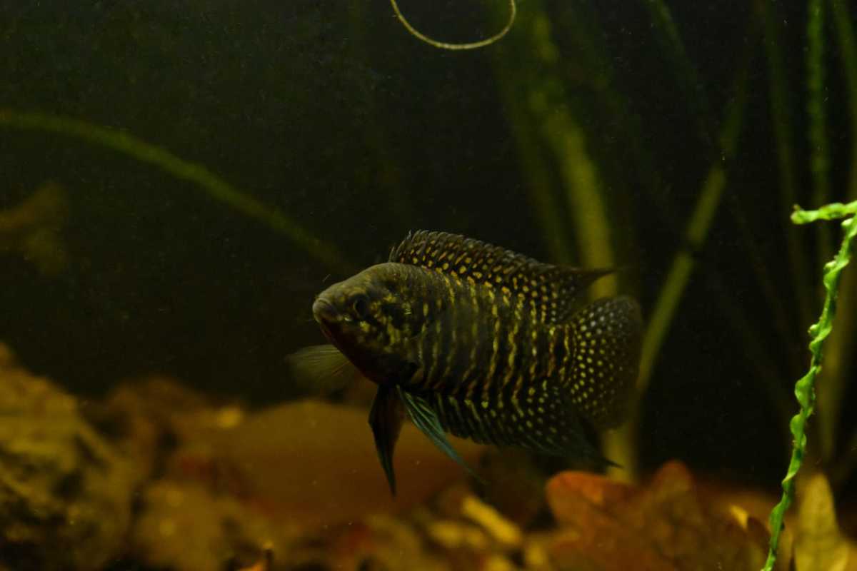 WhatsApp Image 2020-12-09 at 18.35.24.jpeg