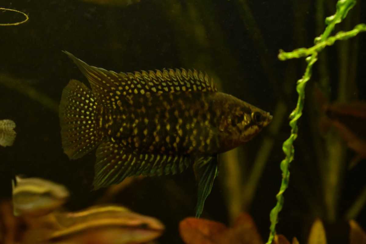 WhatsApp Image 2020-12-09 at 18.35.25 (1).jpeg