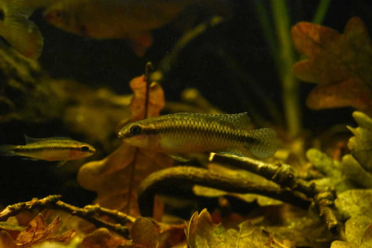 WhatsApp Image 2020-12-09 at 18.35.25 (3).jpeg