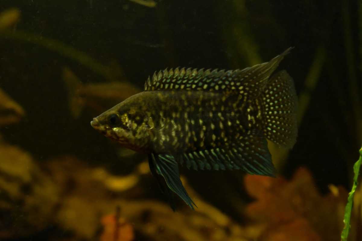 WhatsApp Image 2020-12-09 at 18.35.25 (4).jpeg