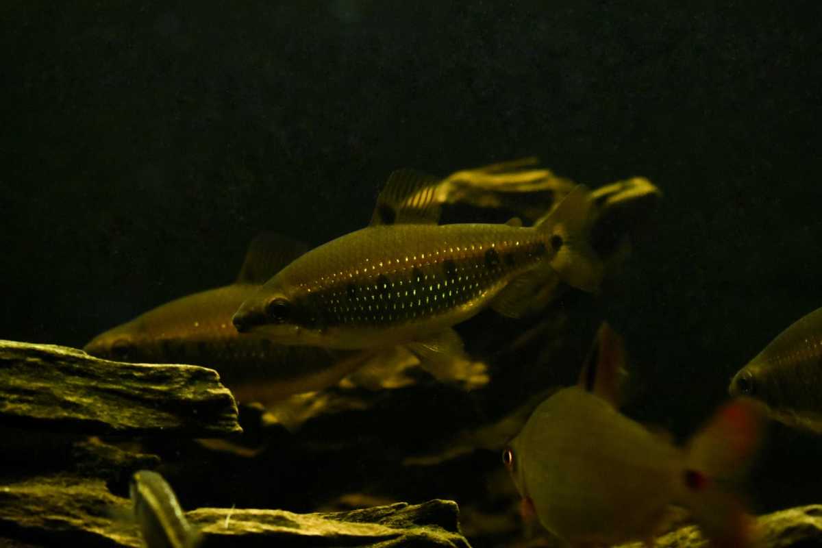 WhatsApp Image 2020-12-09 at 18.35.26 (2).jpeg