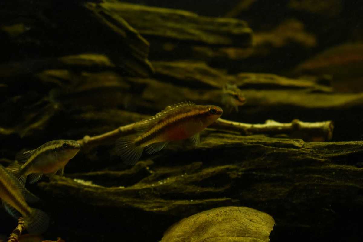 WhatsApp Image 2020-12-09 at 18.35.26.jpeg