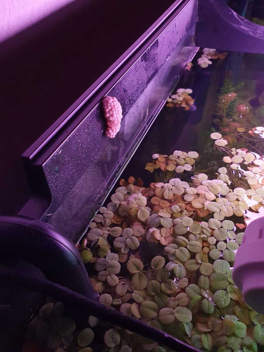 WhatsApp Image 2021-04-10 at 07.50.40.jpeg