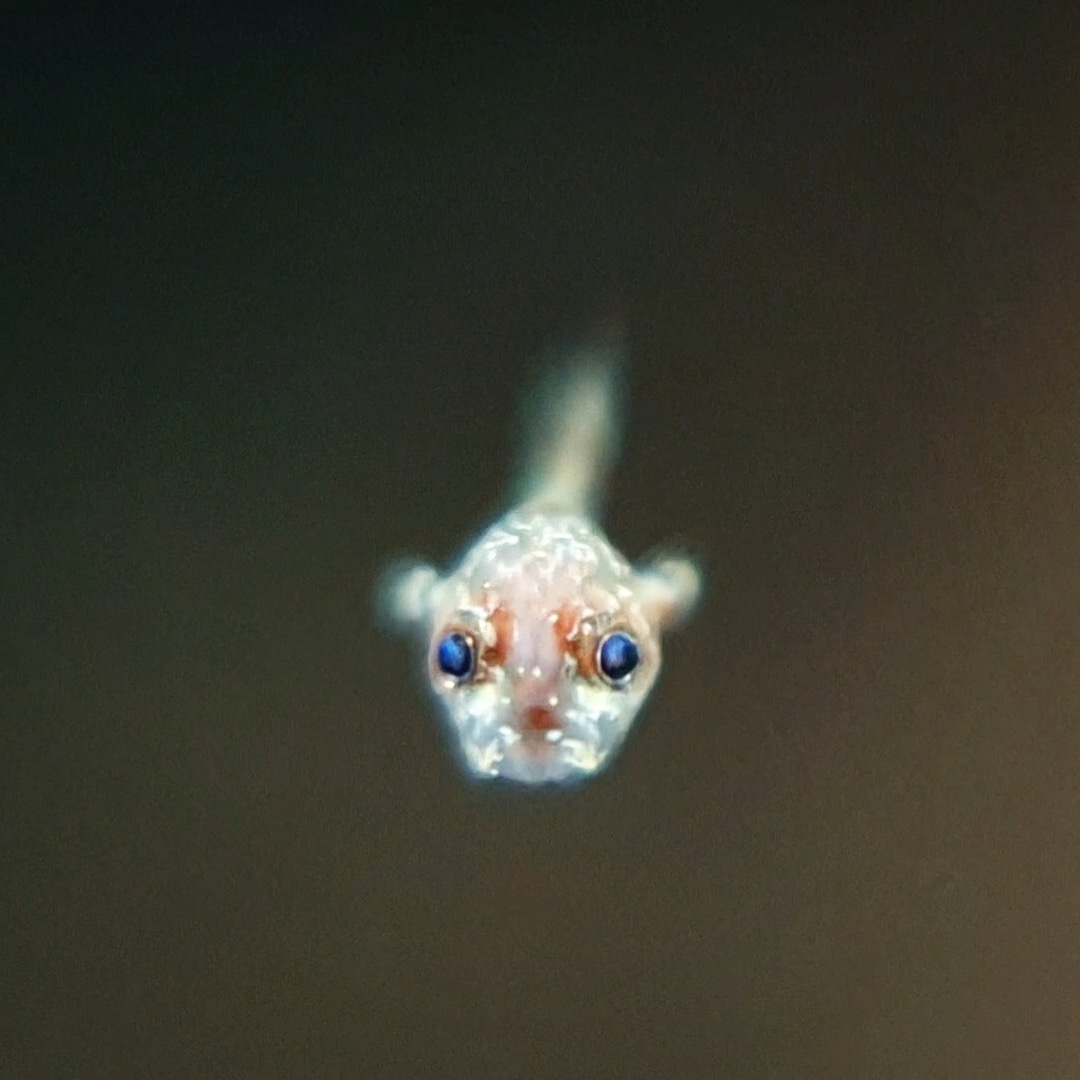 WhatsApp Image 2021-04-16 at 22.22.02.jpeg