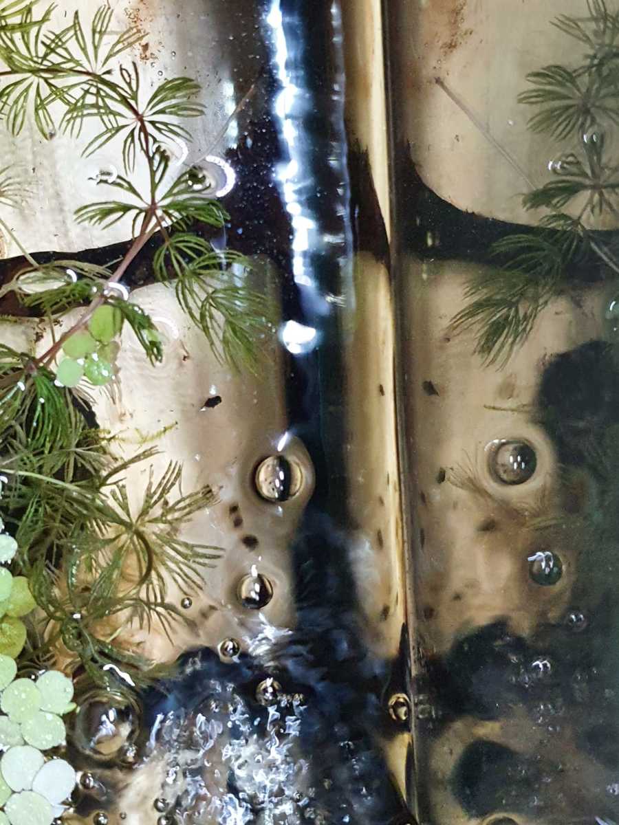 WhatsApp Image 2021-05-19 at 17.57.32.jpeg