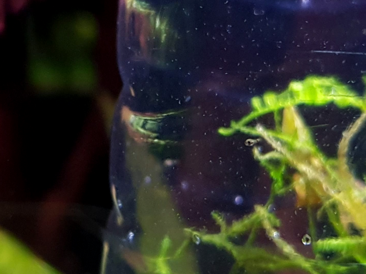 WhatsApp Image 2021-08-01 at 11.36.17.png