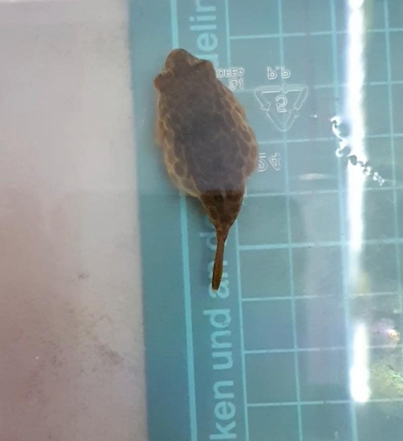 WhatsApp Image 2021-09-10 at 17.50.31.jpeg