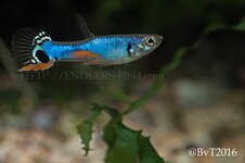 Lazuli blue_8.jpg