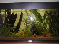 Aquarium na grote snoeipartij.jpg