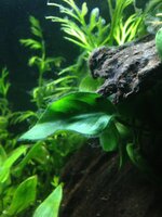 IMG_0244.JPG