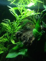 IMG_0248.JPG