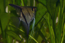 DSC_8673Maanvisweb[1].jpg