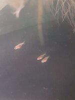 Grote baby is calico.jpg