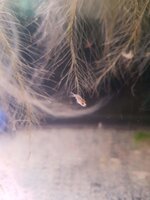 Baby2 - Ruggetje beetje krom?.jpg