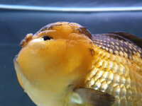 IMG-20201219-WA0022.jpg